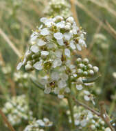 Image de Lepidium fremontii S. Watson