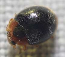 Image of Scymnus (Pullus) louisianae J. Chapin 1973