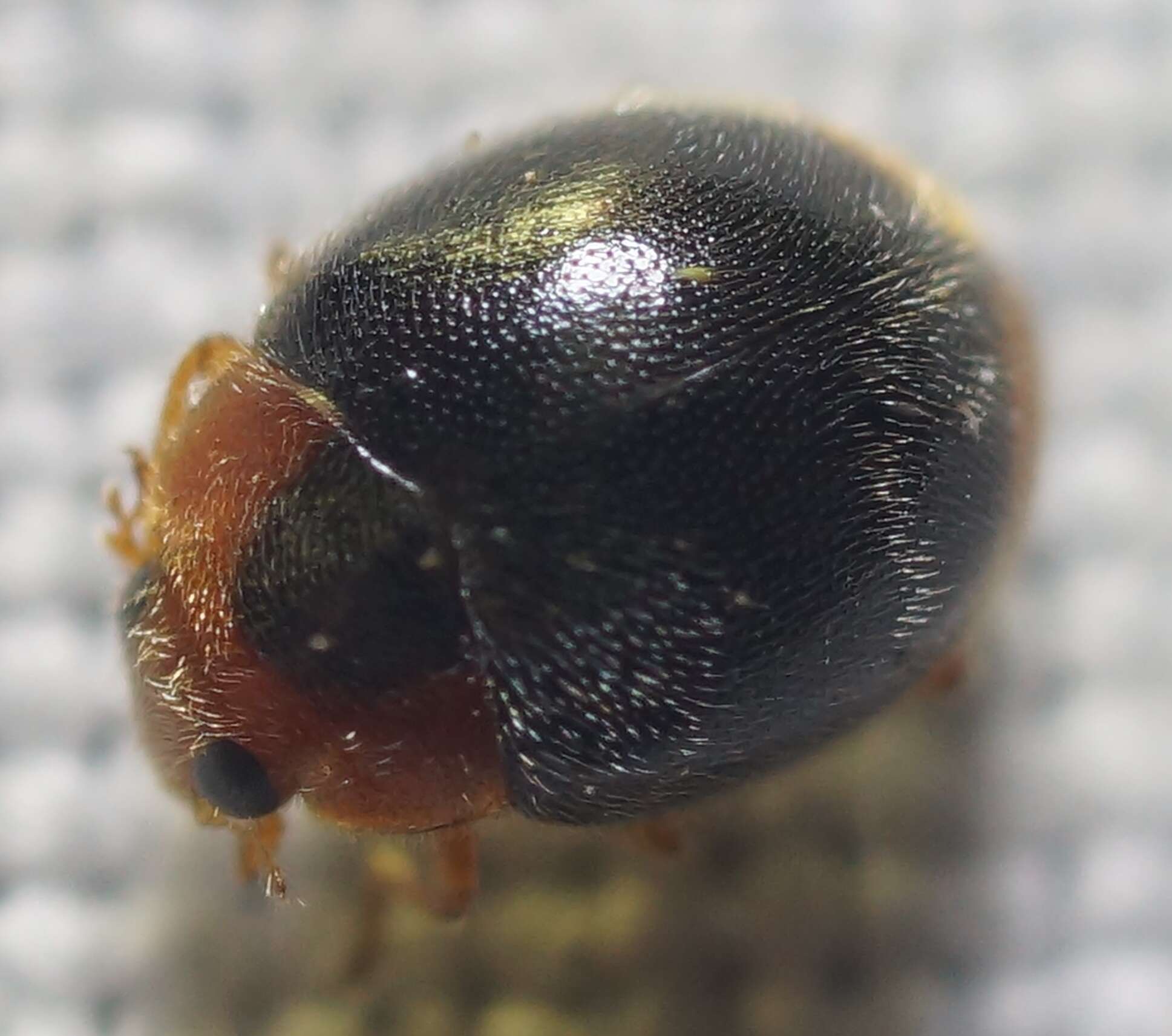 Image of Scymnus (Pullus) louisianae J. Chapin 1973