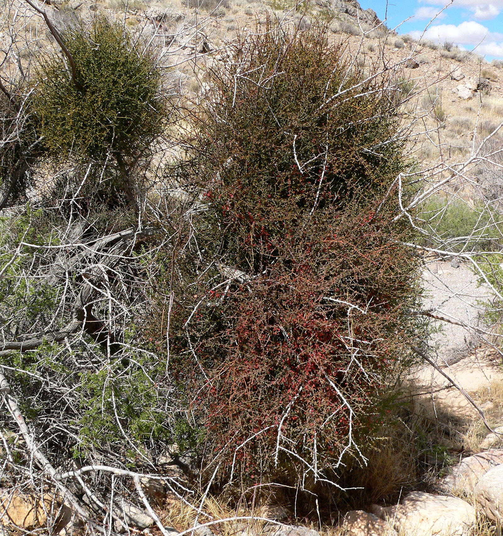 Image of mesquite mistletoe