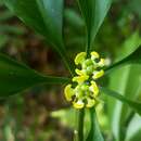 Image of Euphorbia pachysantha Baill.