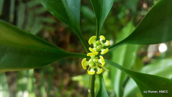 Sivun Euphorbia pachysantha Baill. kuva