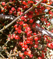 Image of mesquite mistletoe