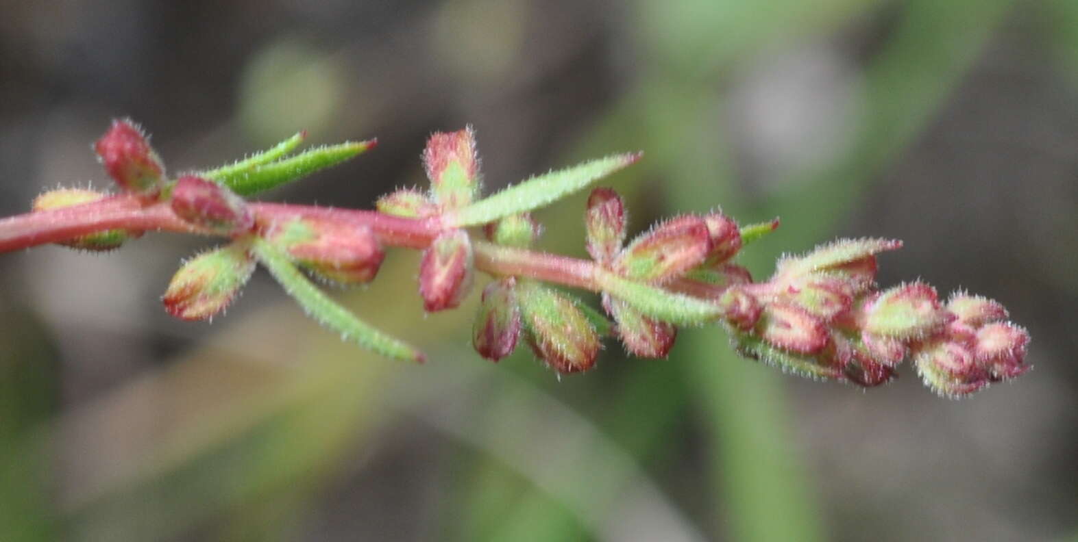 Image of Haloragis heterophylla Brongn.