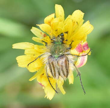 صورة Eulasia (Trichopleurus) pareyssei (Brullé 1832)