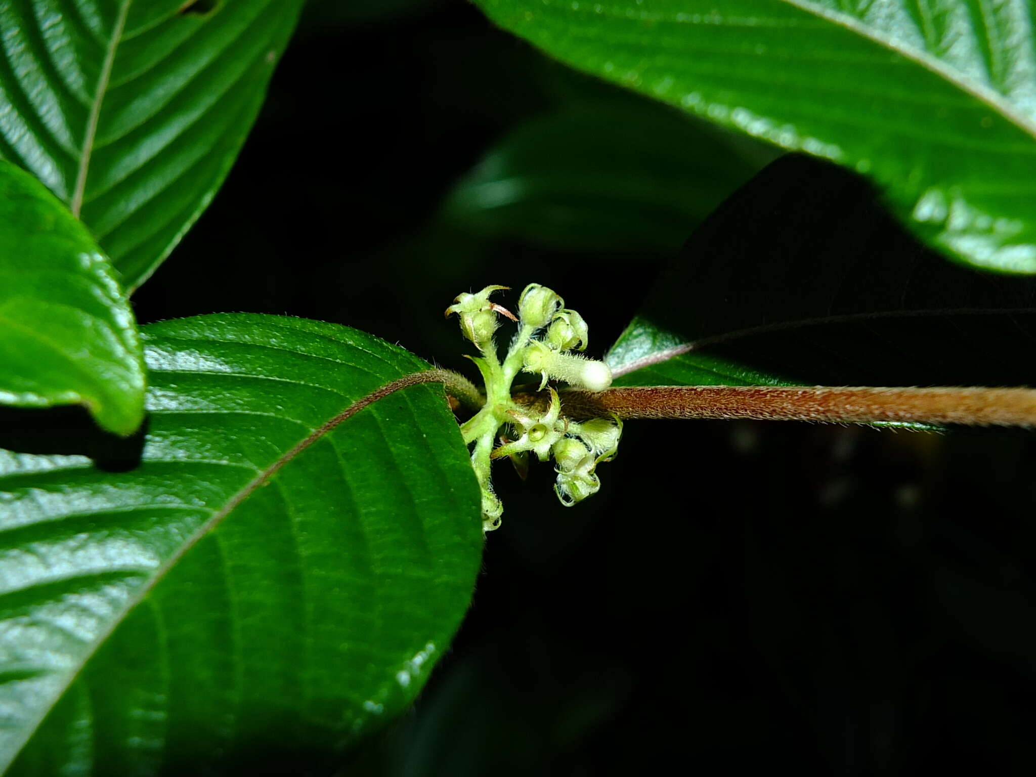 Image of Sabicea panamensis Wernham