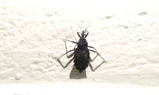 Image of Assassin bug