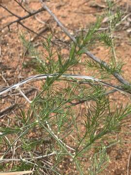 Sivun Asparagus exuvialis Burch. kuva