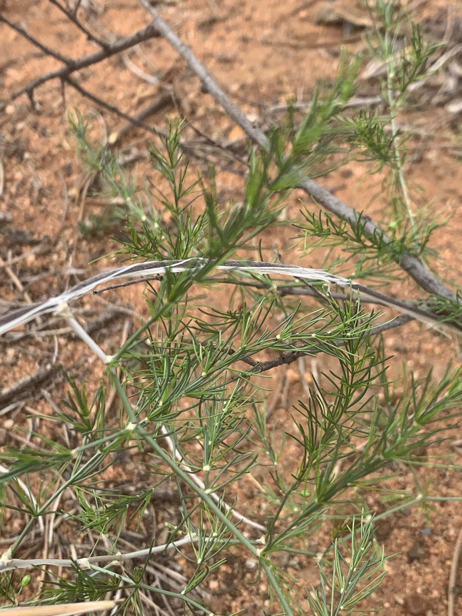 Sivun Asparagus exuvialis Burch. kuva