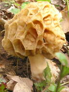 Image of Yellow Morel