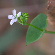 Image of streambank springbeauty