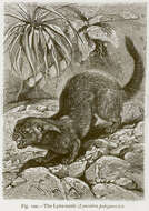 Image of Patagonian Weasel