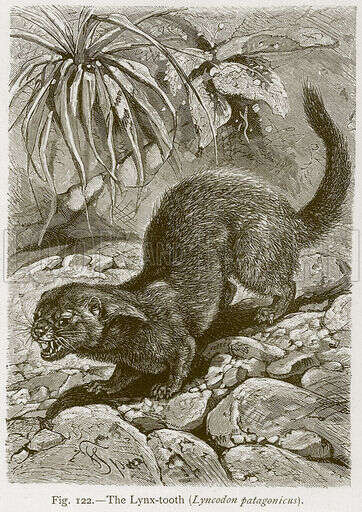 Image of Patagonian Weasel