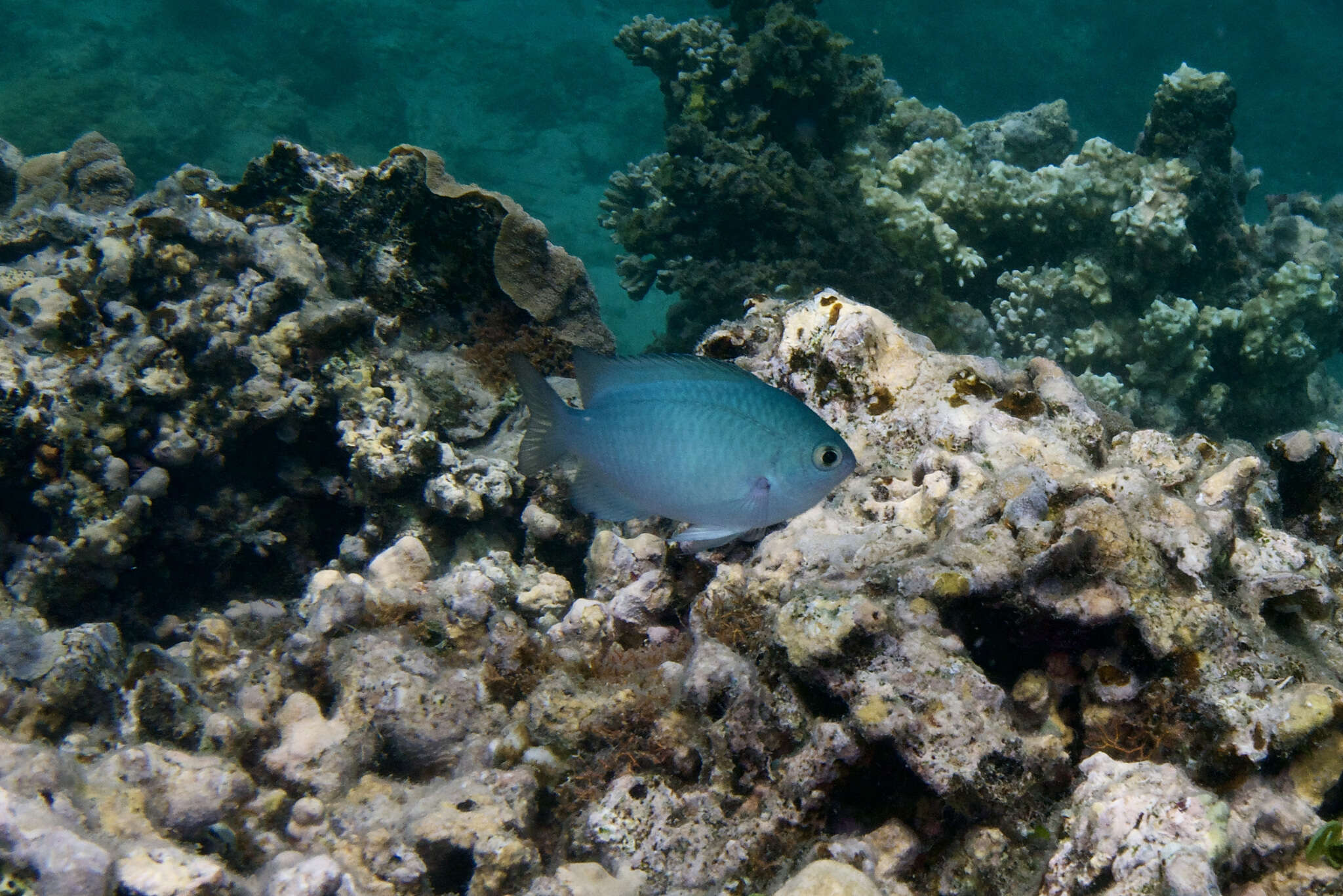 Image of Blue-green damselfish