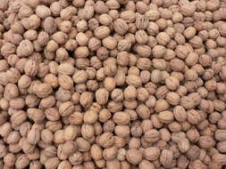 Image of Common walnut