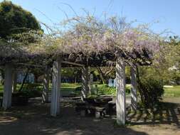 Plancia ëd Wisteria floribunda (Willd.) DC.