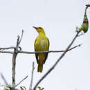 Image of Oriolus chinensis andamanensis Beavan 1867