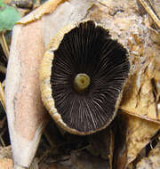 Image of Glistening Inky Cap