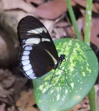 Image of Heliconius cydno cydnides Staudinger (1885)