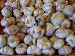 Image of cultivated garlic