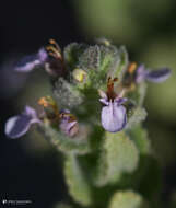 Imagem de Teucrium scordium subsp. scordioides (Schreb.) Arcang.