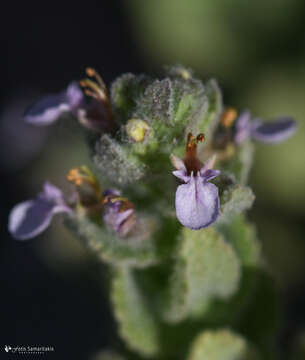 Imagem de Teucrium scordium subsp. scordioides (Schreb.) Arcang.