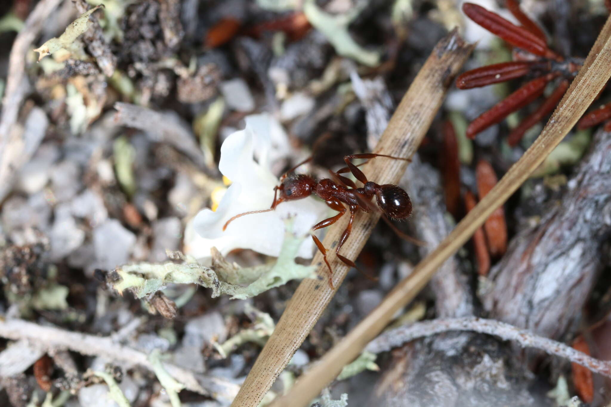 Image of Aphaenogaster treatae Forel 1886