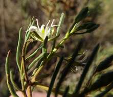 صورة Lepidium leptopetalum (F. Muell.) F. Muell.