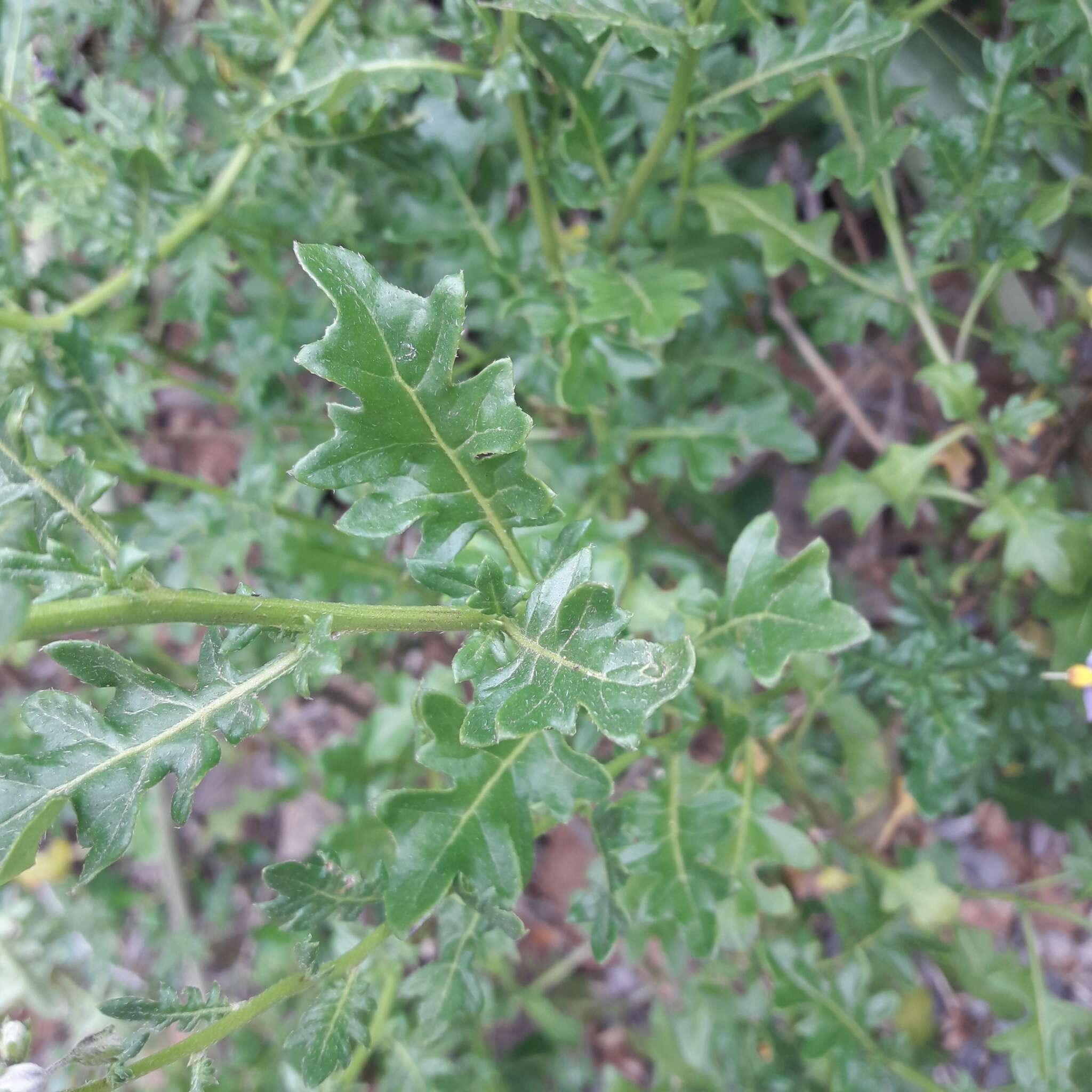 Image of Solanum pinnatum Cav.