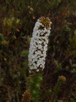 Image of Stoebe alopecuroides (Lam.) Less.