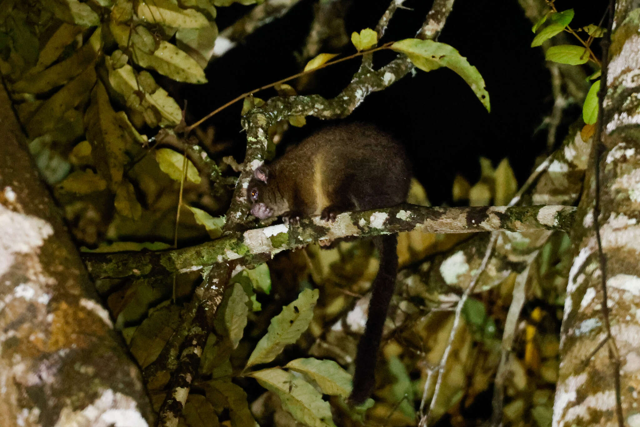 Image of Lemur-like Ringtail