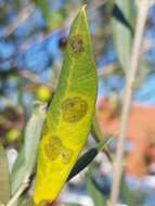 Image of Venturia oleaginea (Castagne) Rossman & Crous 2015