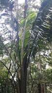 Ravenea madagascariensis Becc.的圖片