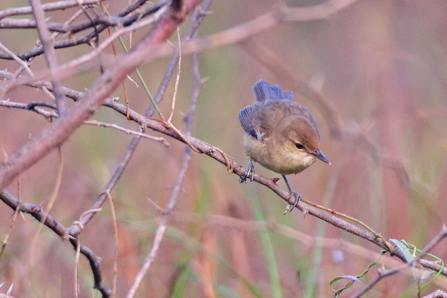 Image of Clamorous Reed Warbler