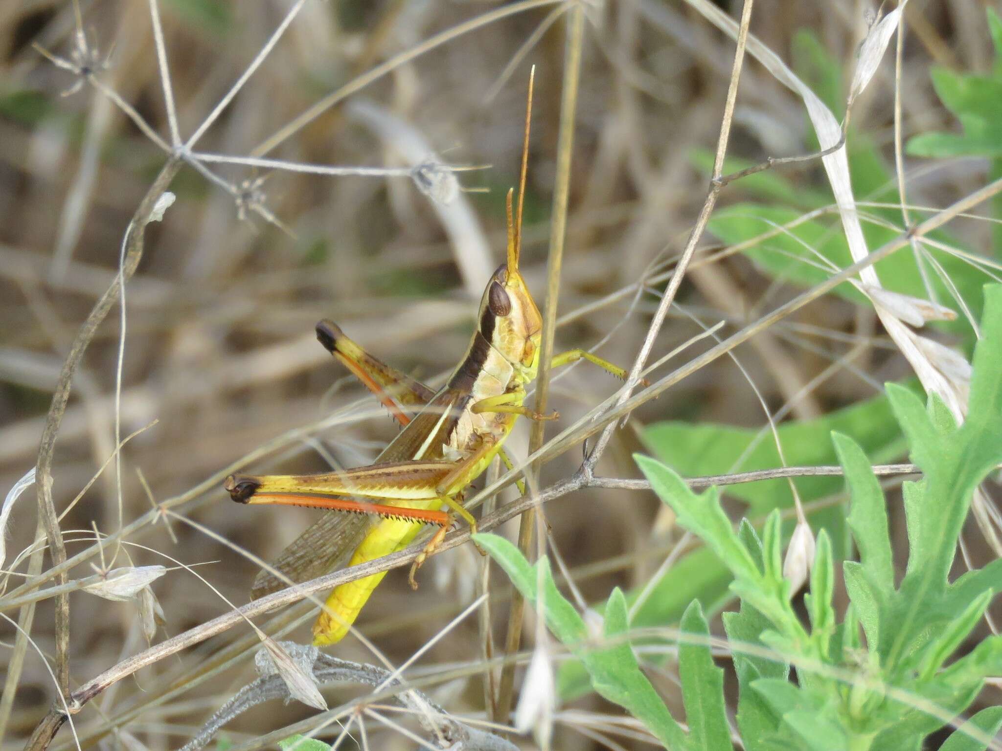 Image of Two-striped Mermiria