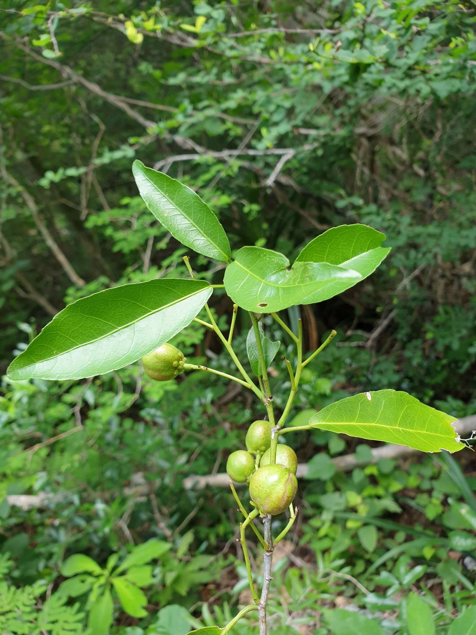 Image of Rinorea arborea (Thou.) Baill.