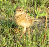 Image of African Pipit