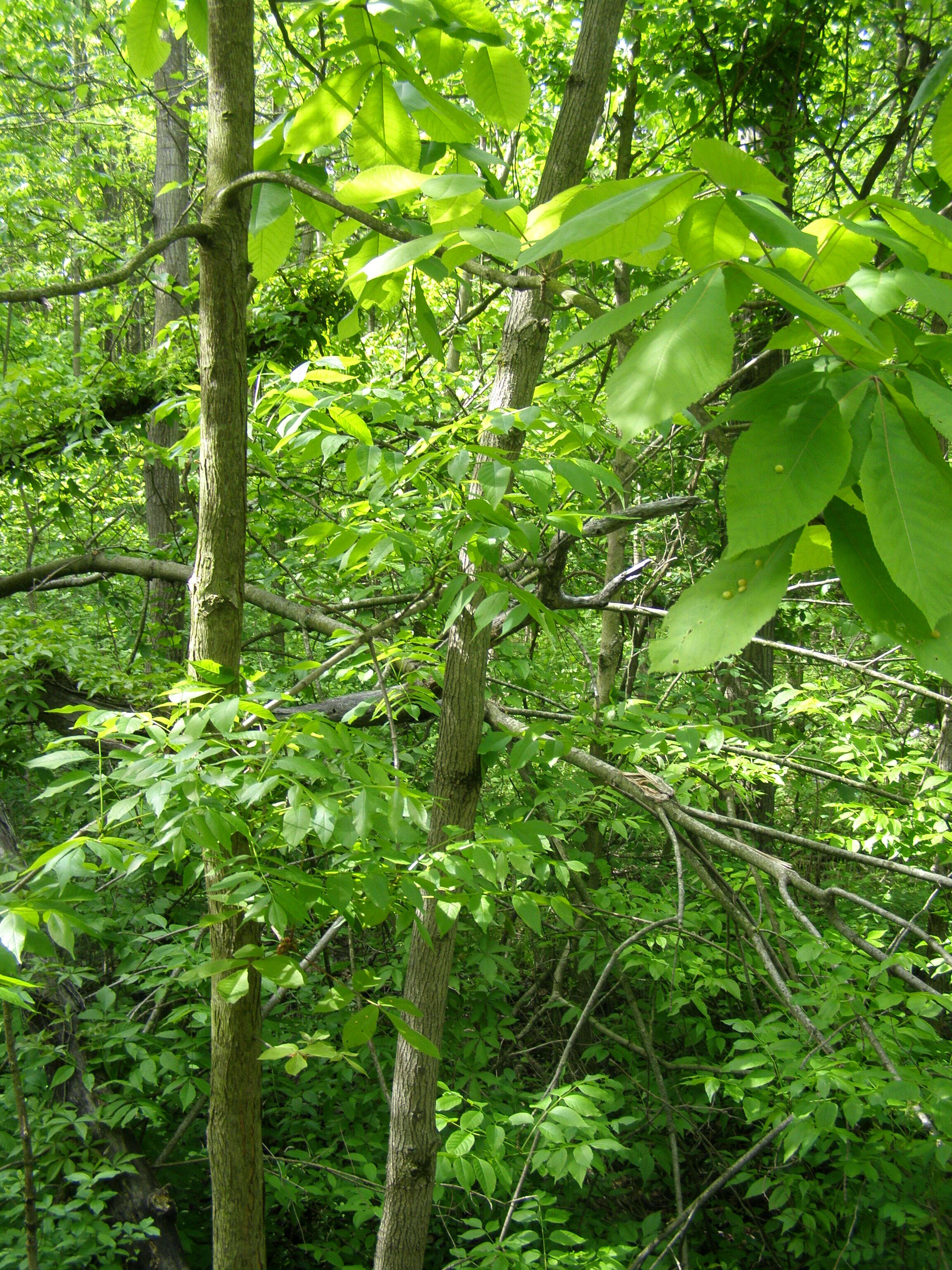 Image of pignut hickory