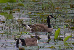 Image of Hawaiian goose