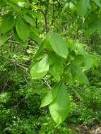 Image of pignut hickory