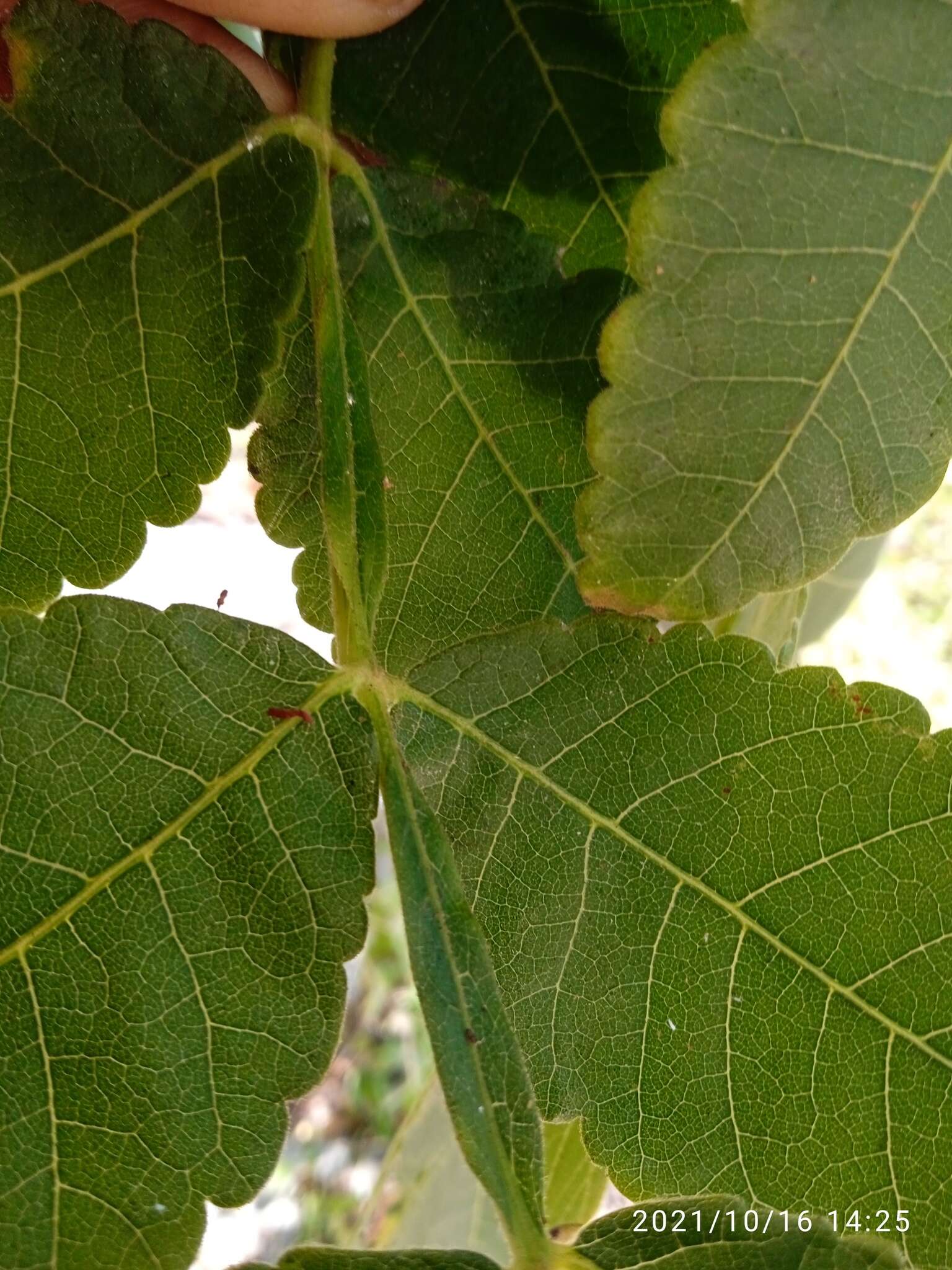 Image of Bursera isthmica Rzed. & Calderón