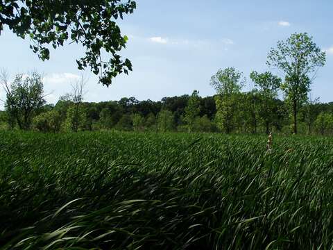 Image of broadleaf cattail