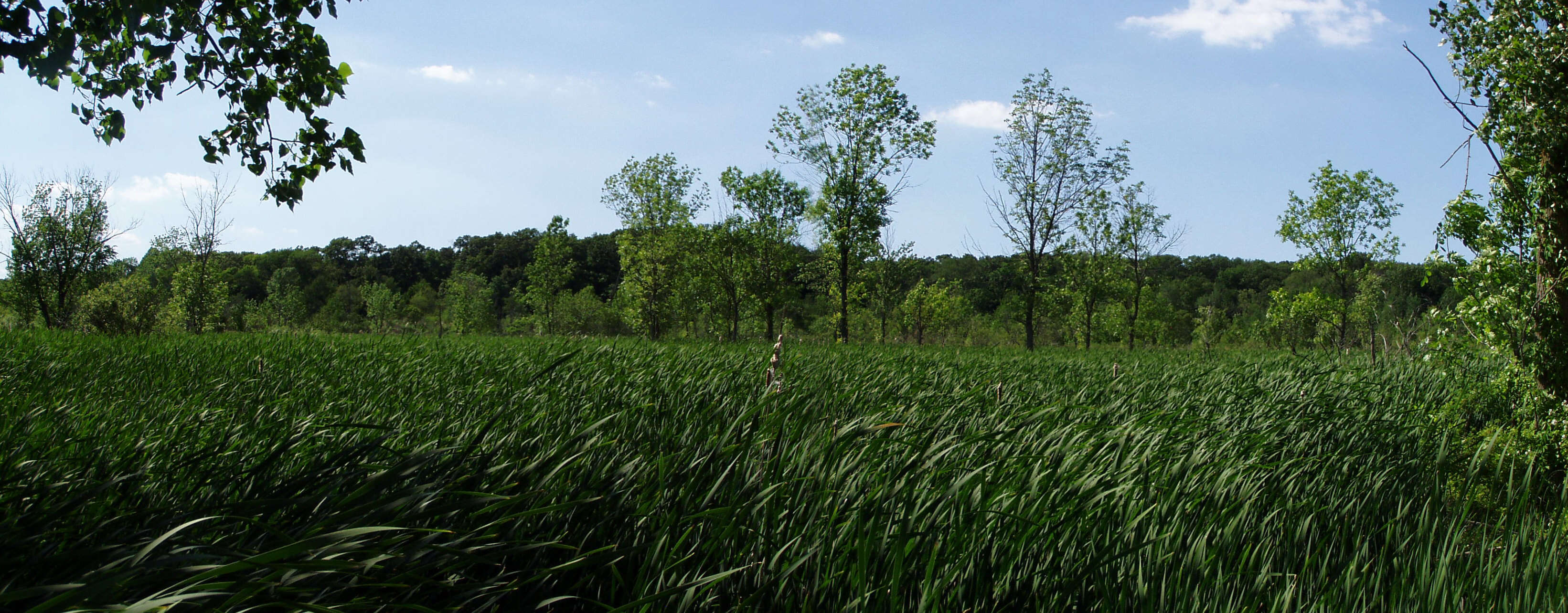 Image of broadleaf cattail