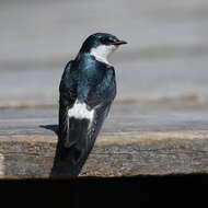 Image of Mangrove Swallow