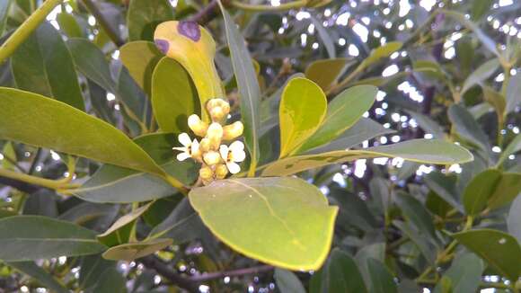 Image of Avicennia schaueriana Stapf & Leechman ex Mold.