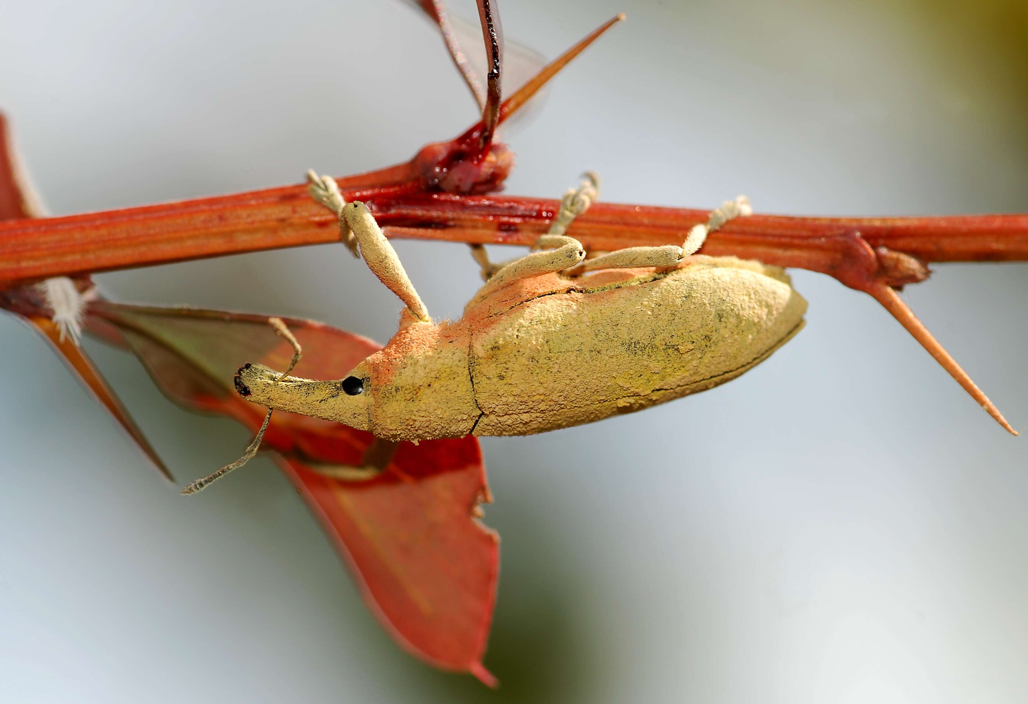 Image of Curculioninae