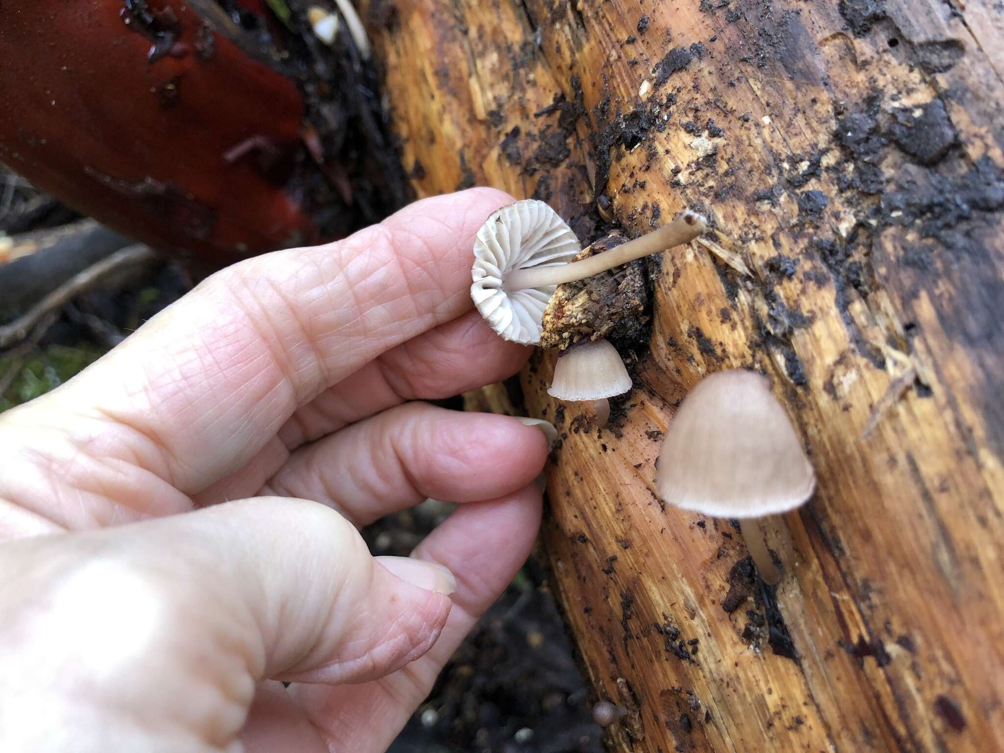 Sivun Mycena bulliformis B. A. Perry & Desjardin 2016 kuva