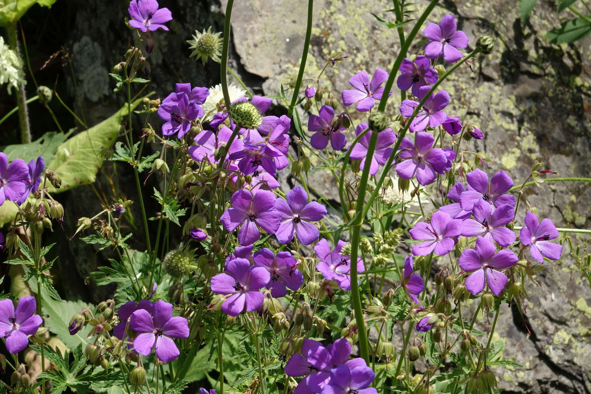 Image of Geranium ruprechtii (Woronow) Grossh.