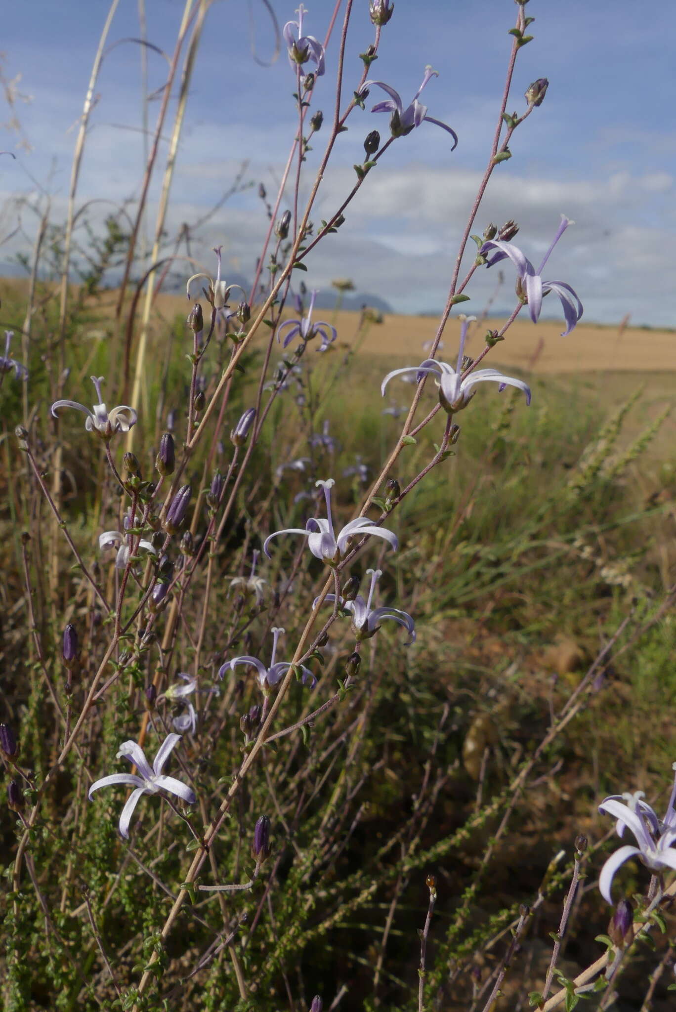 صورة Wahlenbergia loddigesii (A. DC.) I. M. Turner