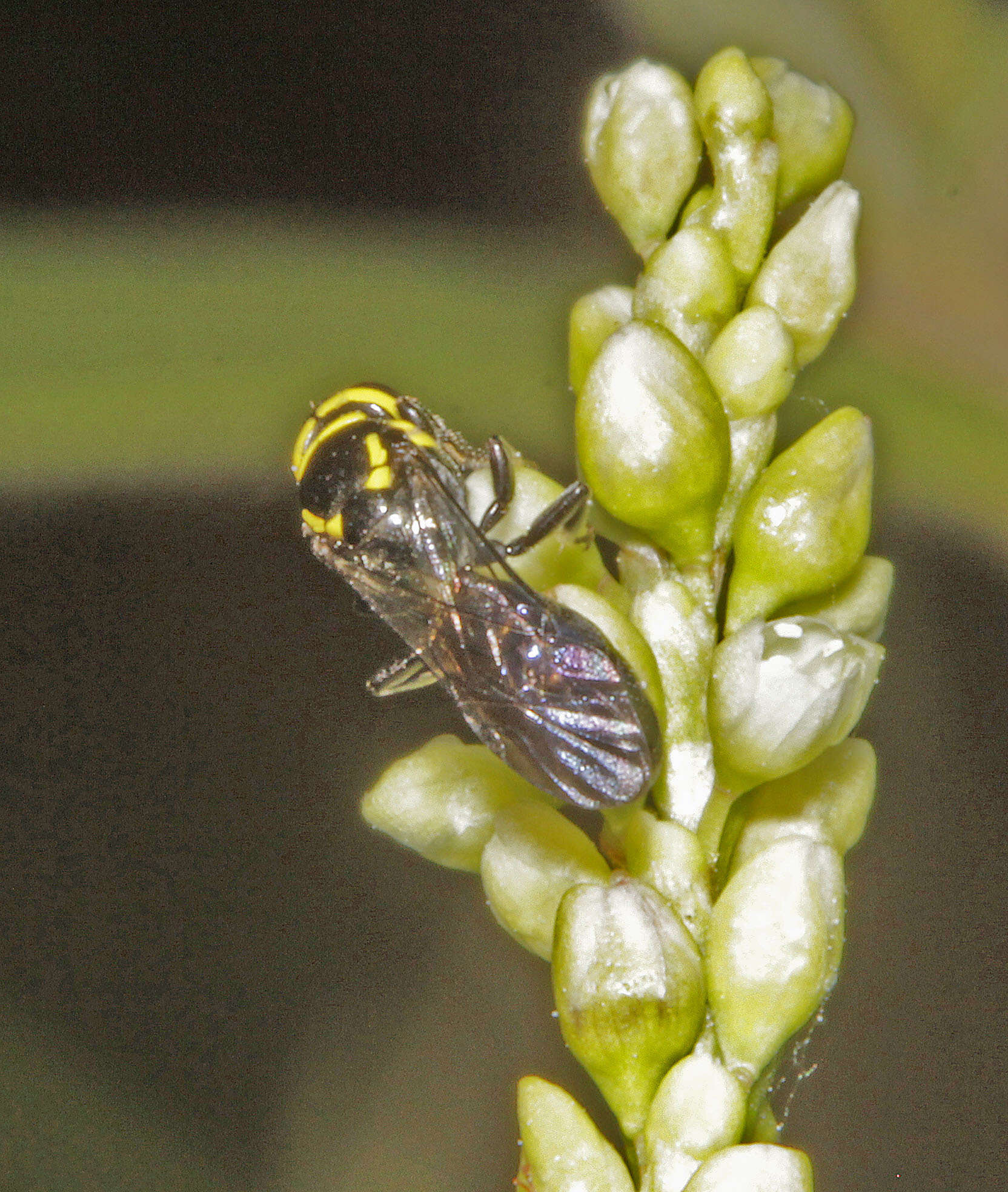 Image of Hemirhiza melliceps (Cockerell 1918)